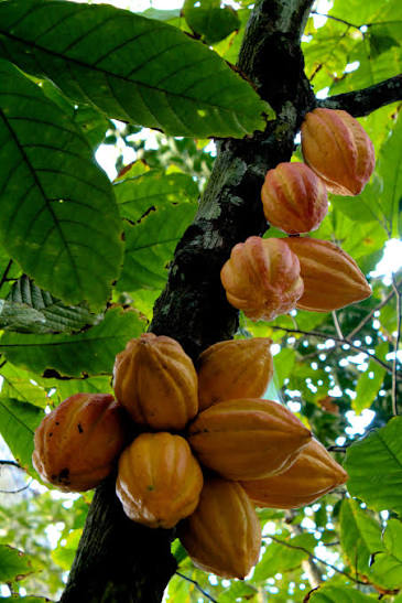 Cacao pods on a tree