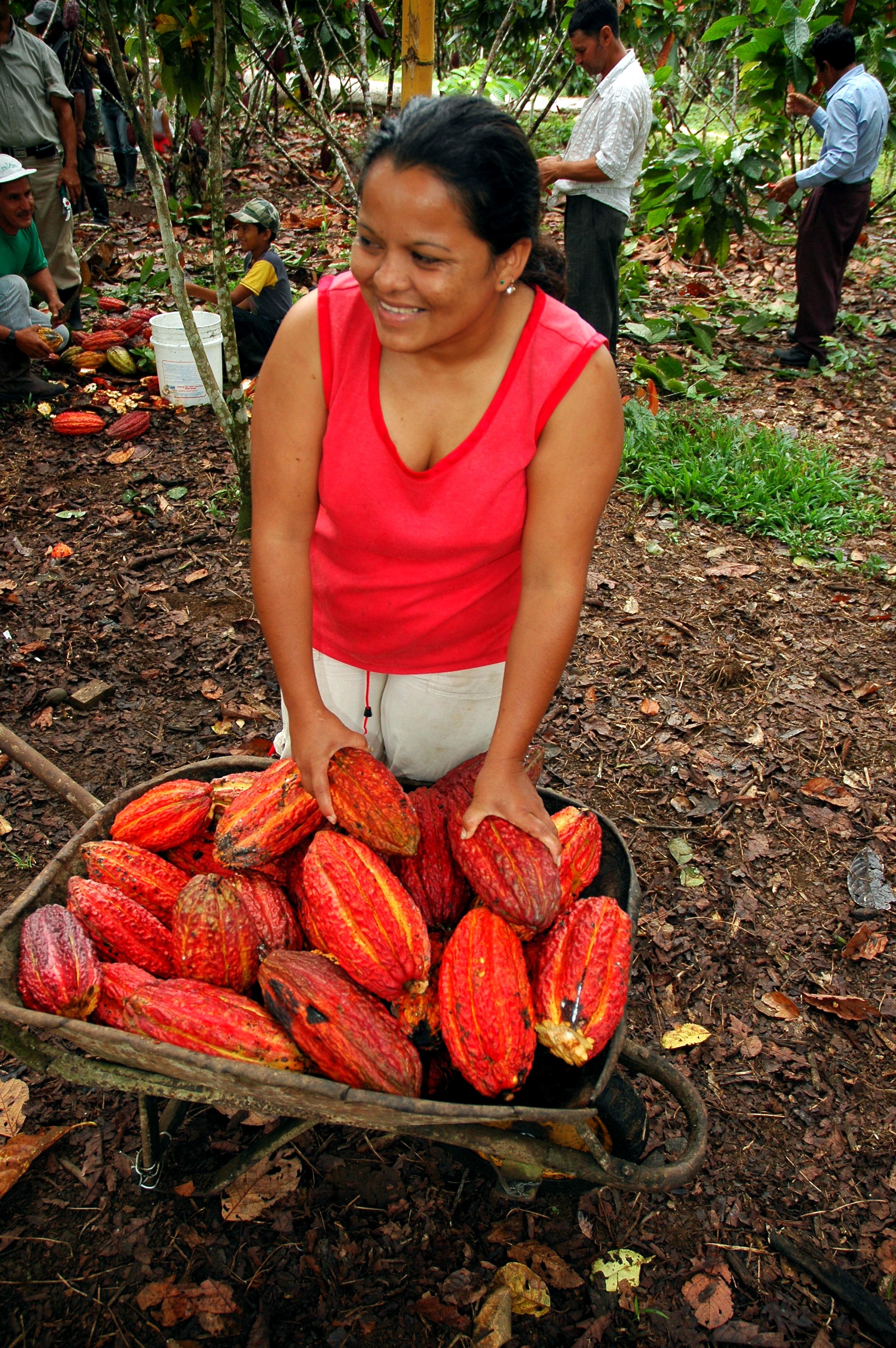 Cocoa beans from around the world