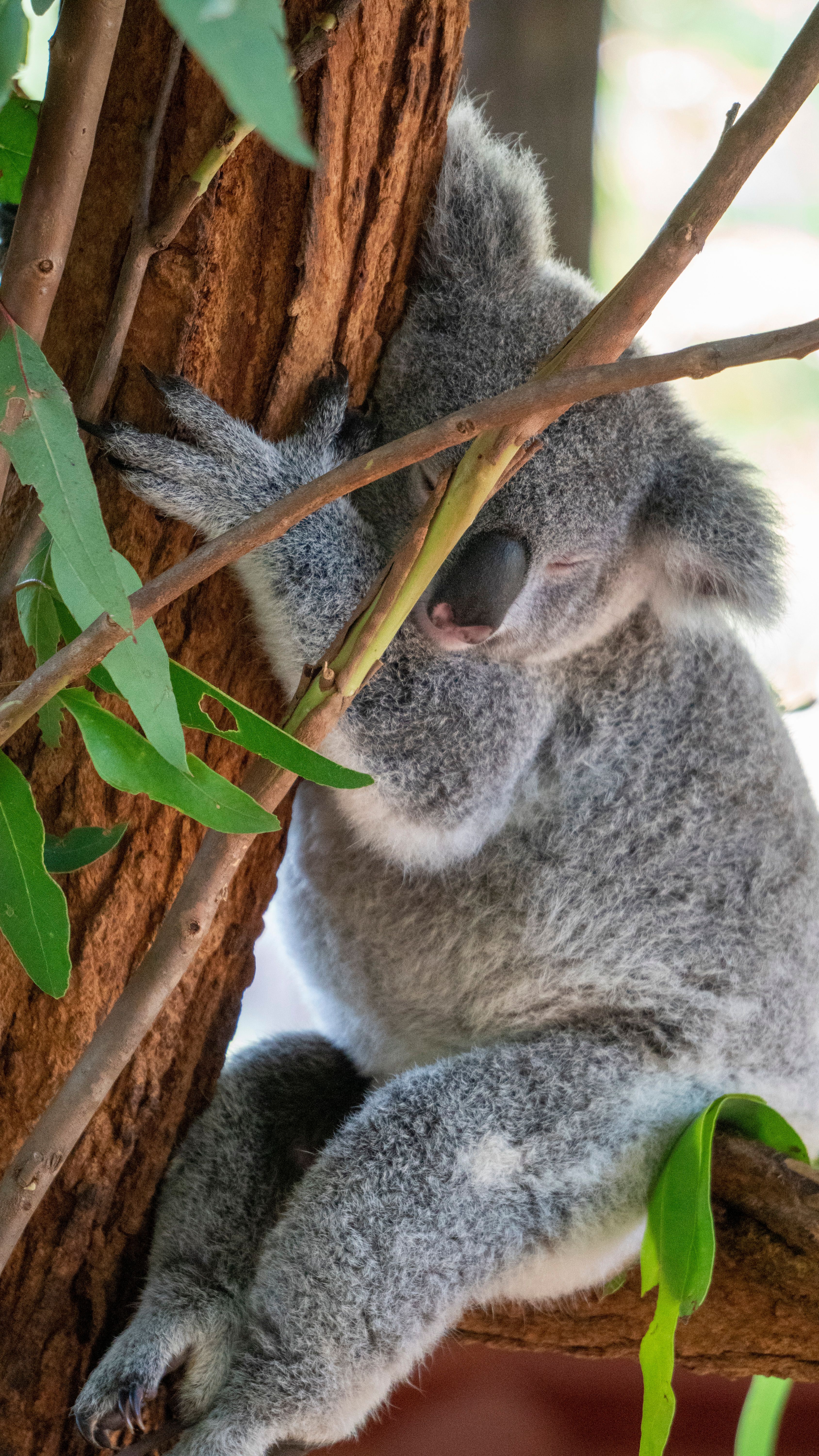 A cute sleepy koala