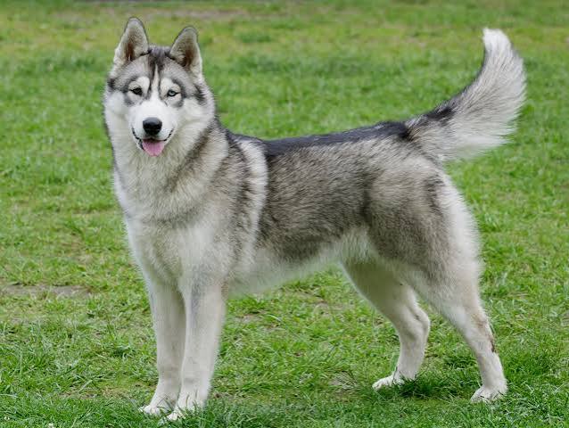 Alaskan Husky