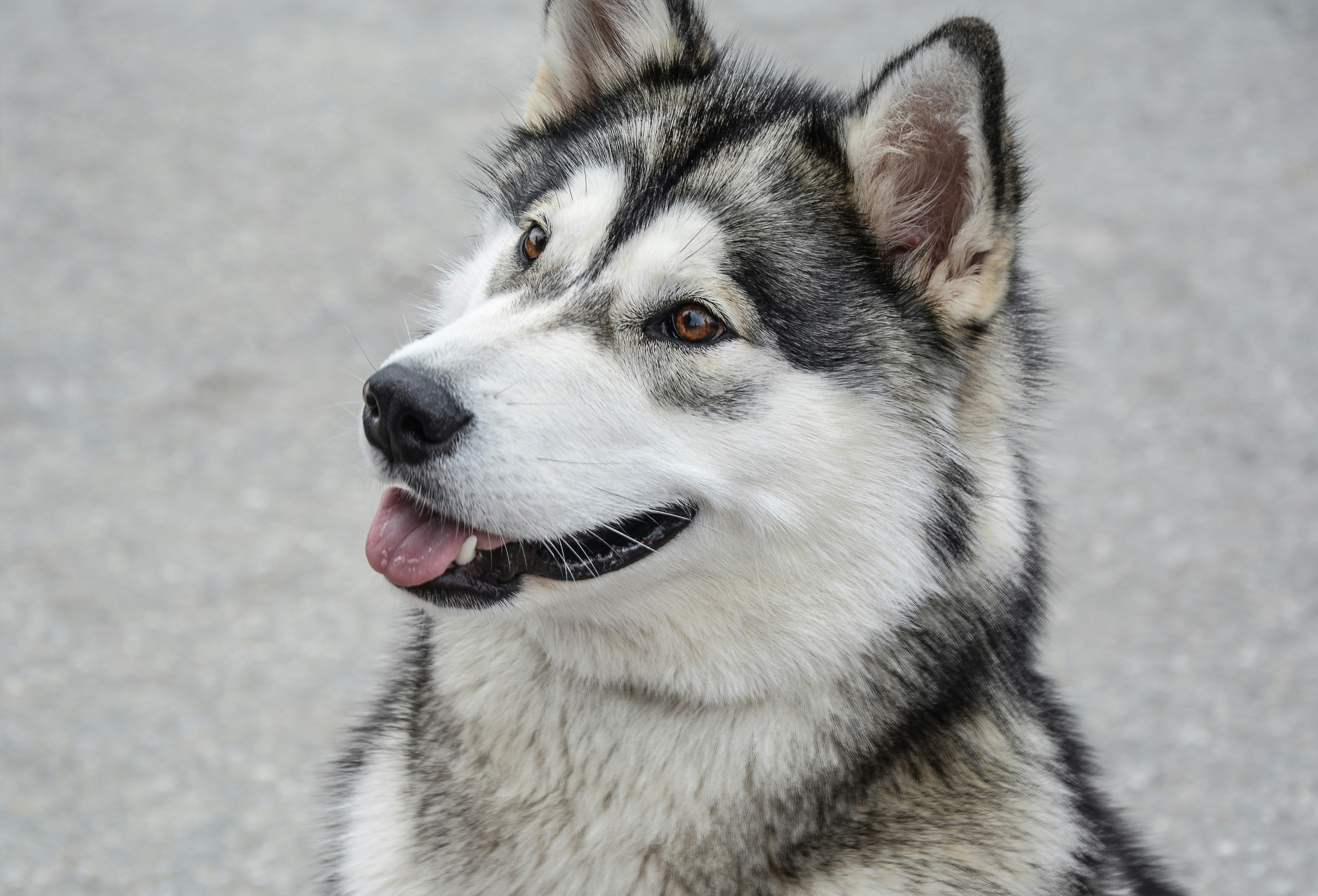 Alaskan Malamute