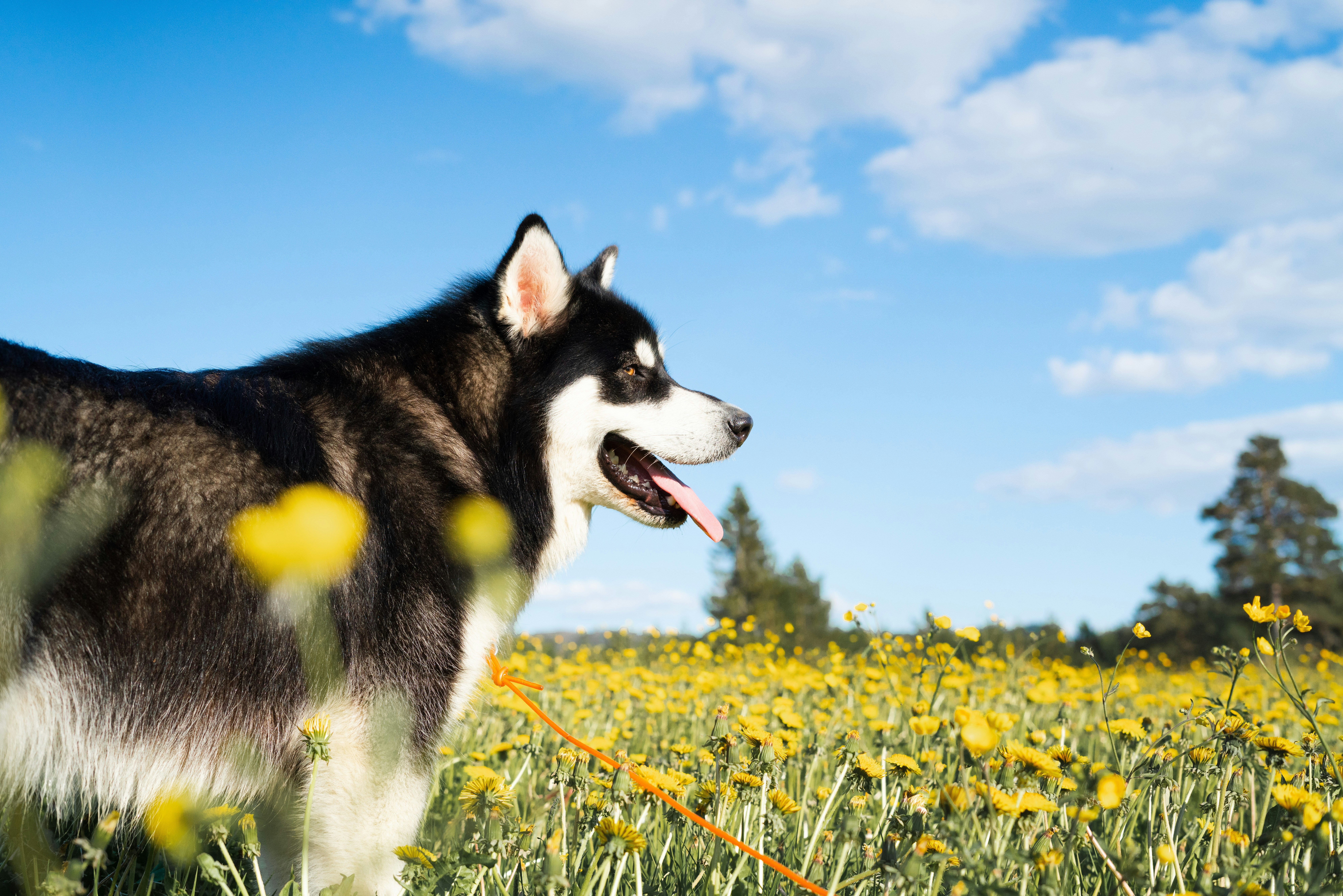 Kodiak, Alaskan Husky