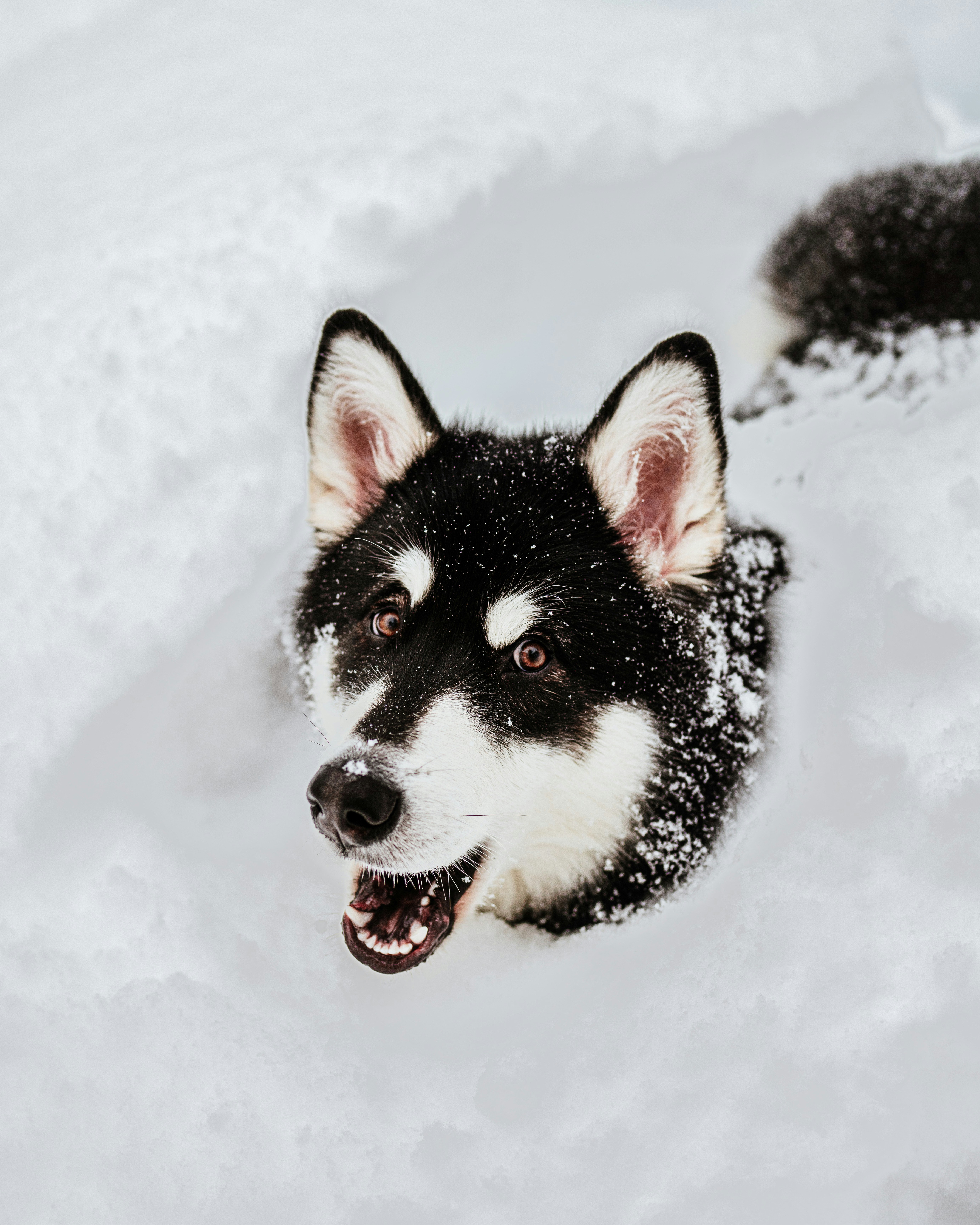 Nala, Samoyed