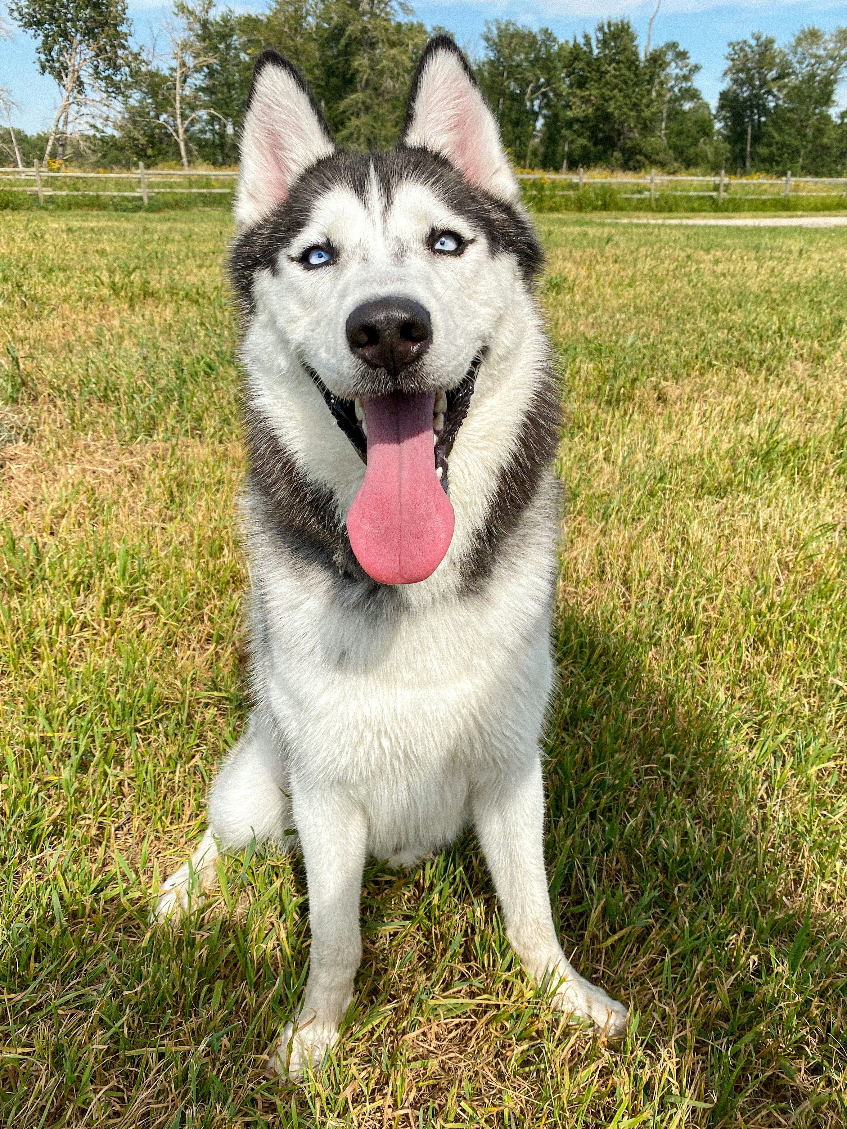 Arctic, Alaskan Klee Kai