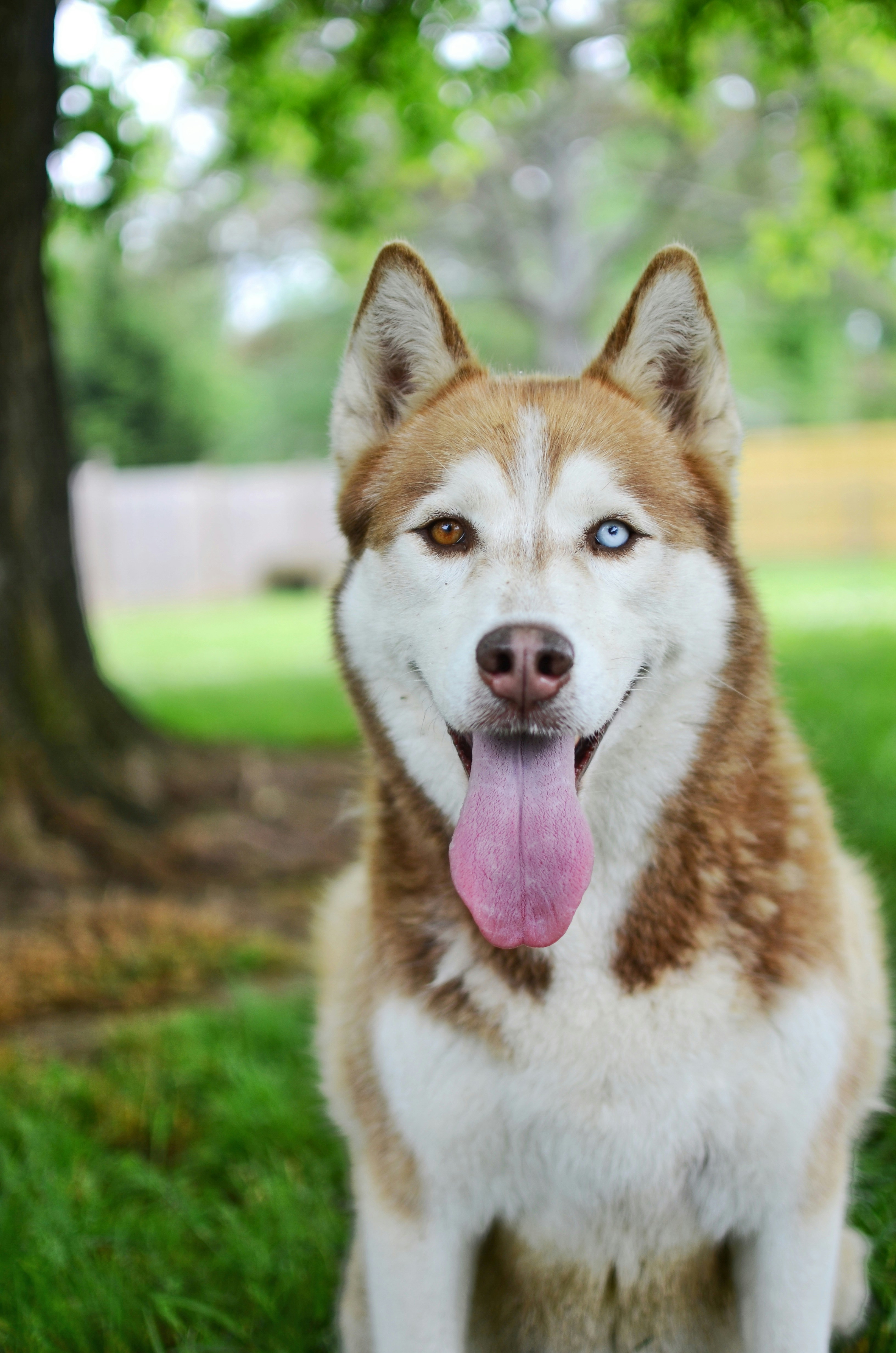 Blizzard, Siberian Husky