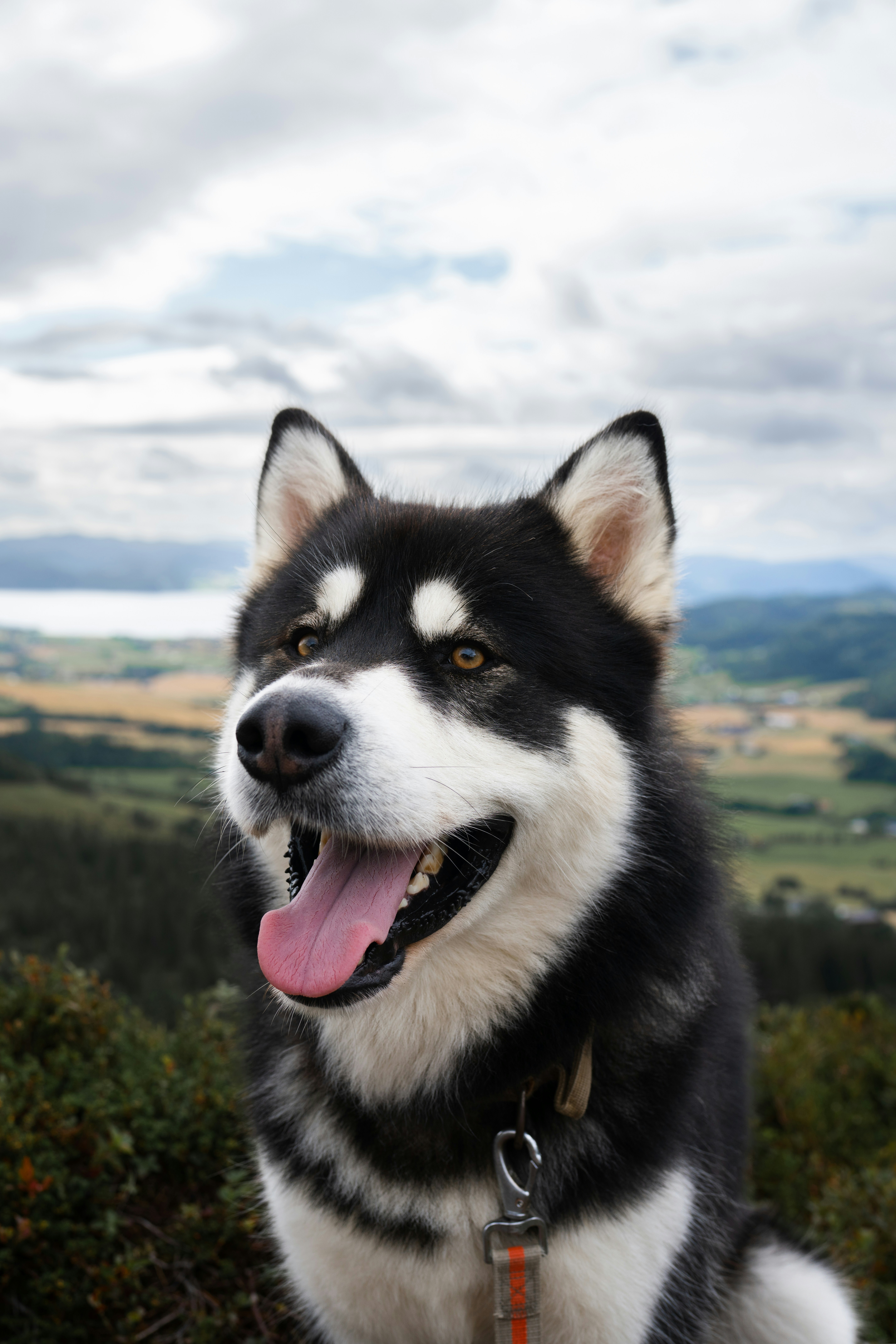 Thor, Alaskan Malamute