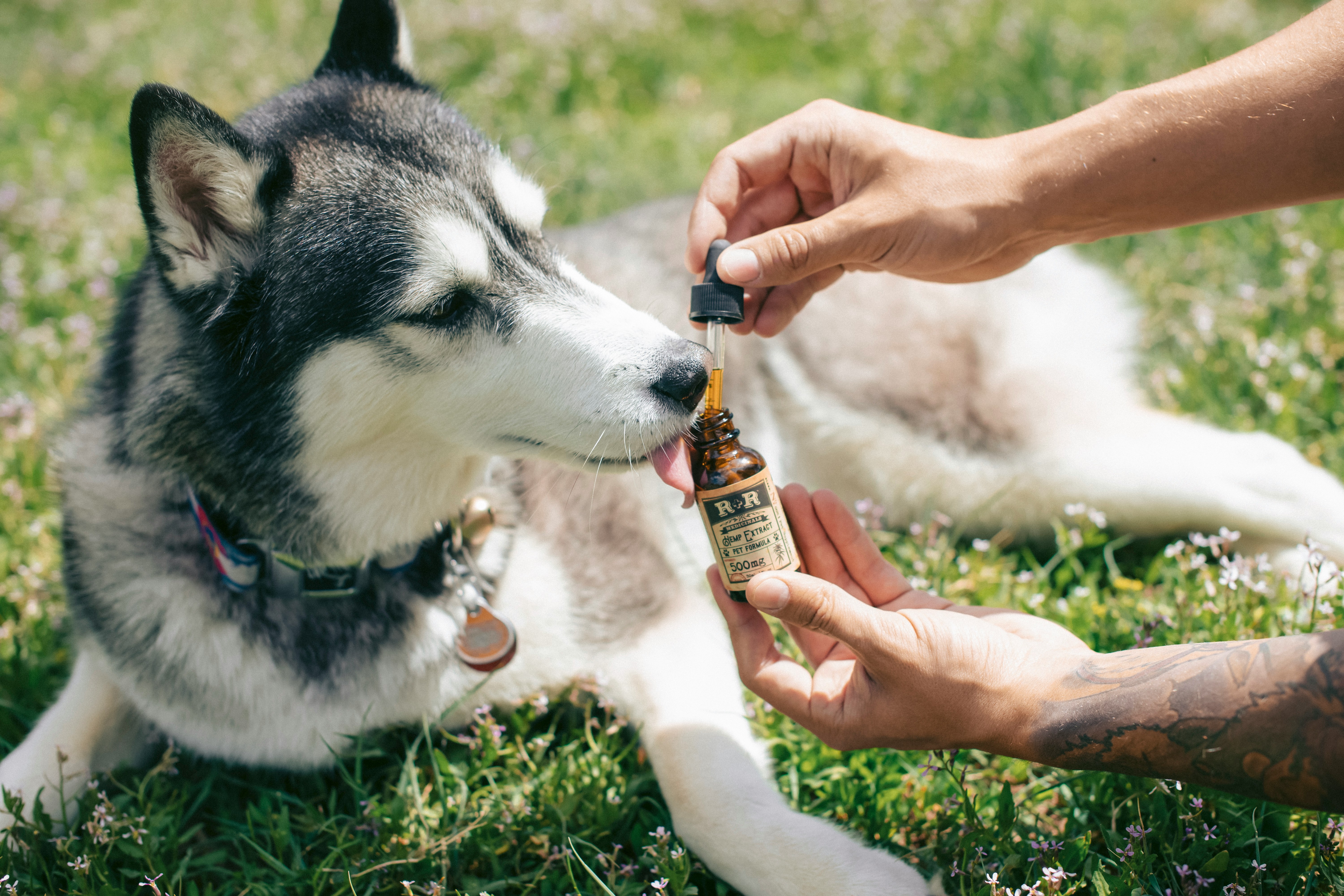 Caring for Alaskan dogs