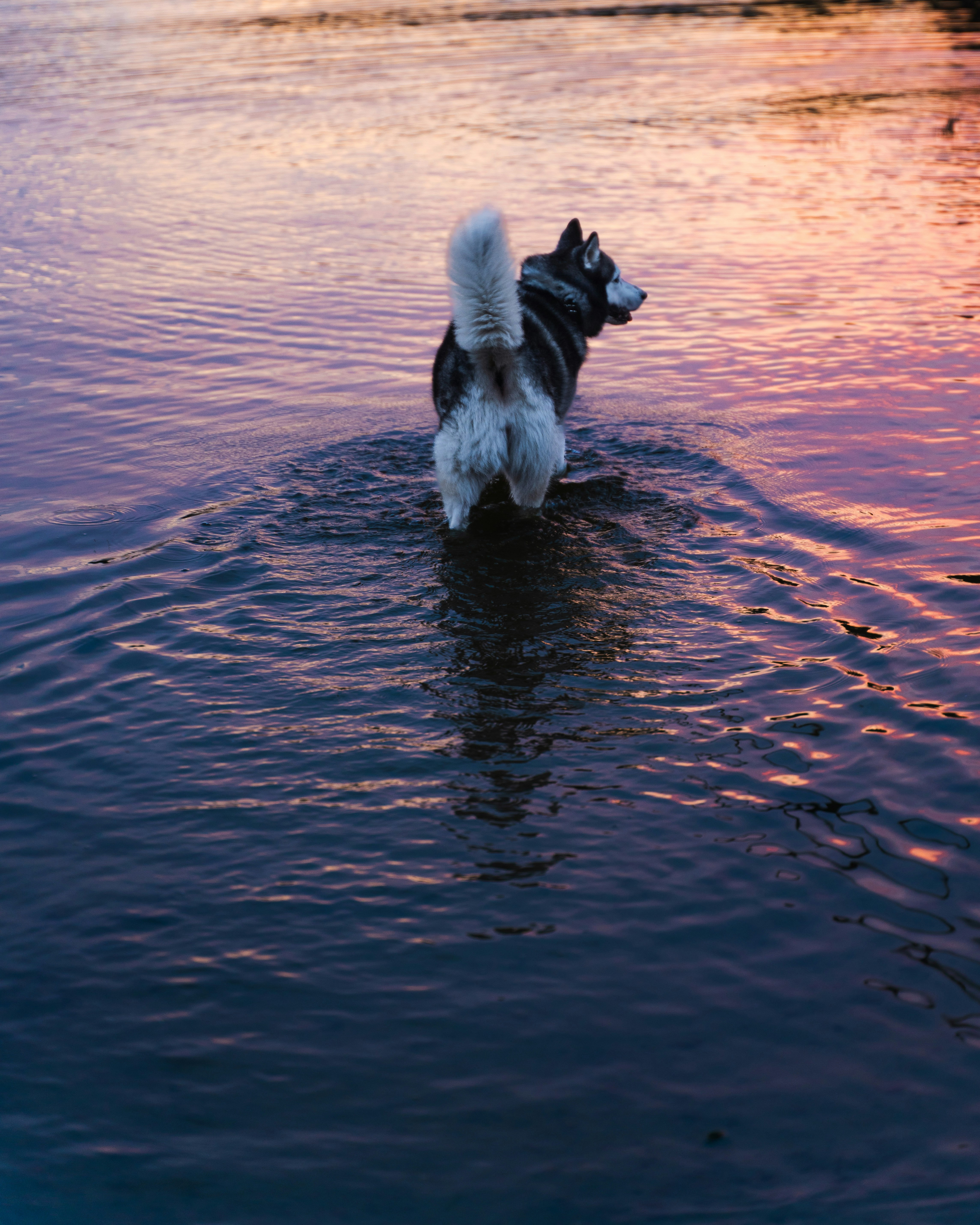Huskey in water at sunset