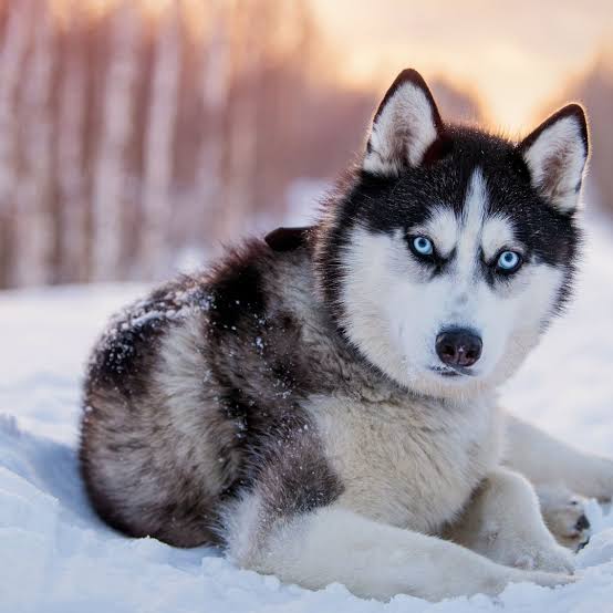 Siberian Husky